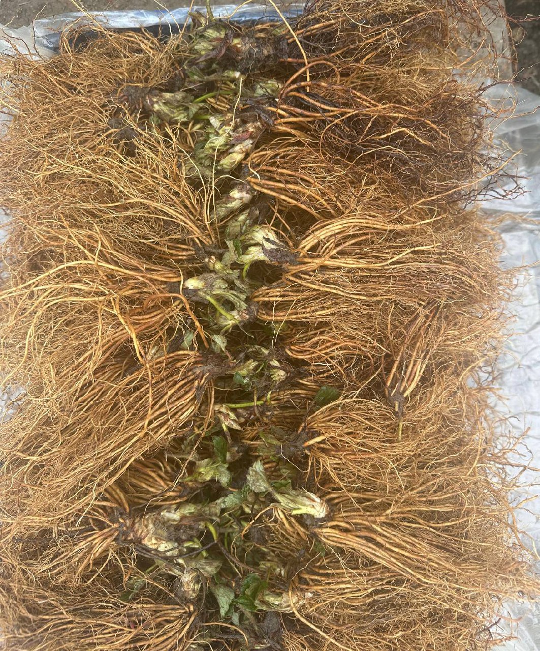 Урожай клубники